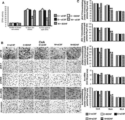 Bdnf Infusion Into The Cea Prevented Development Of Anxiety Like