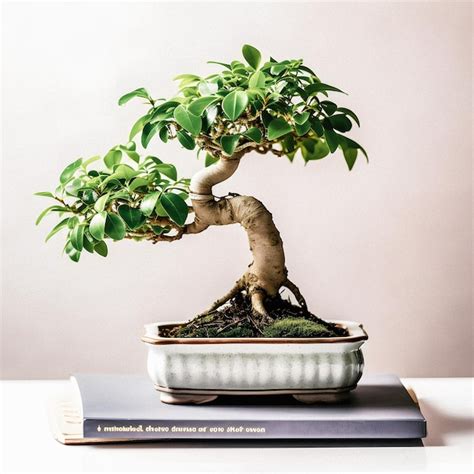 Art Of Bonsai Presenta La Gu A Para Principiantes Con Una Impresionante