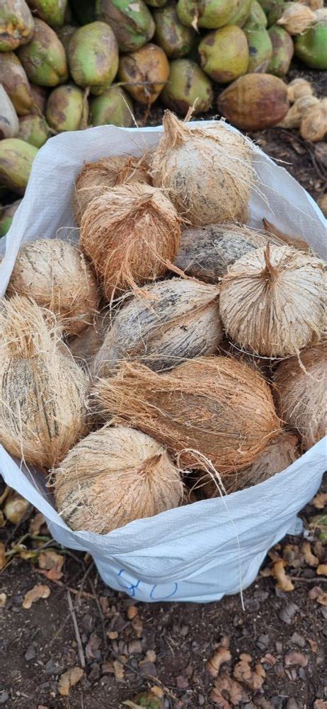 B Grade Whole Kg Pack Semi Husked Coconut Coconut Size Medium At