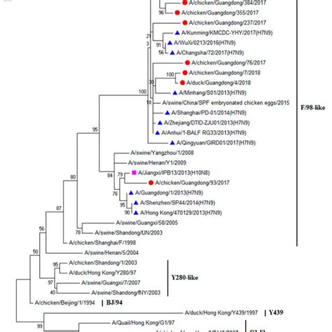 Phylogenetic Analysis Of Eight H9N2 Influenza Viruses A Phylogenetic