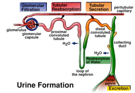 3 Renal Tubule Function Flashcards Quizlet