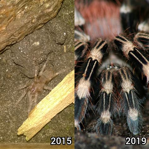 best tarantula scratching fast 5