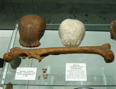 Trinil I, II - Триниль I, II = Питекантроп I; Java Man - Антропогенез.РУ