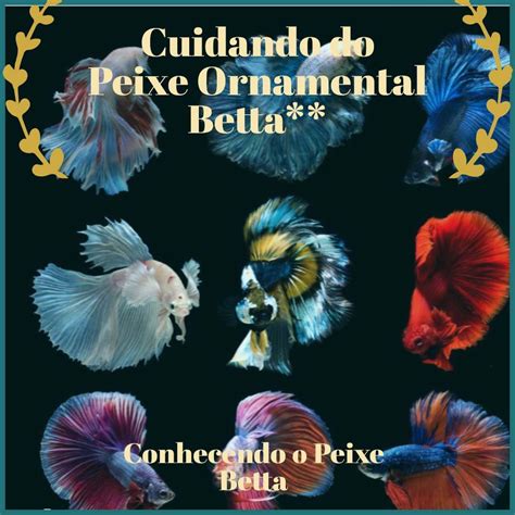 Cuidando Do Peixe Ornamental Betta Conhecendo O Peixe Betta Tudo