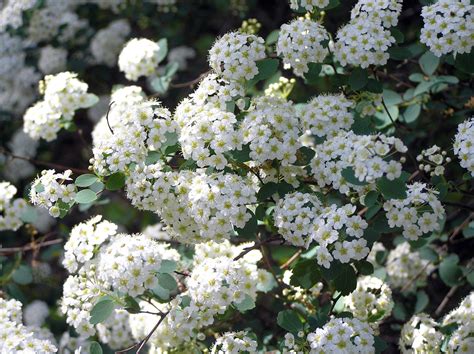 Spirea Flowering Time