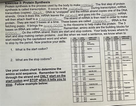 Solved What is the start codon?What are the stop codons?Use | Chegg.com