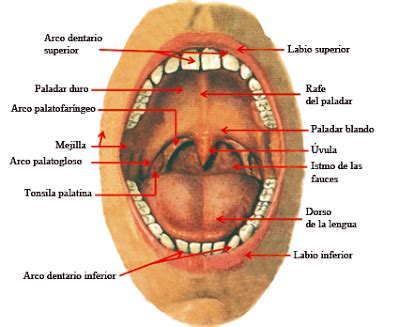 Que Es El Velo Del Paladar