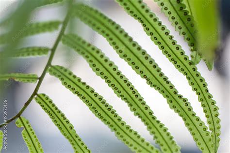 Backgrouds Of Fern And Sporangium Stock Photo Adobe Stock