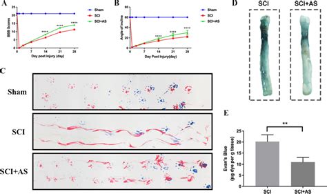 Asiaticoside Treatment Decreases BSCB Permeability And Improves