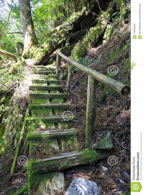 Escadas Velhas Na Floresta Do Musgo Na Ilha De Yakushima Foto De Stock