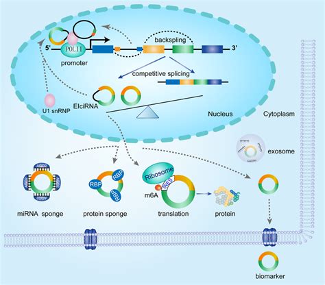 Potential Functions Of Circrnas Circrna Can Act As Mirna Sponges And