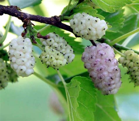 Il Gelso Coltivazione E Caratteristiche Dell Albero Di More