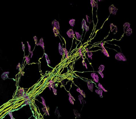 Credit: Stephen Turney, MCB, Harvard University, USA