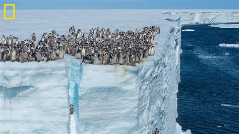 In First Of Its Kind Video Captured By National Geographic Baby