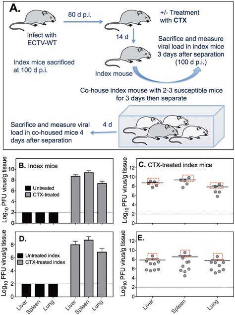 Ectv Is Transmitted From Virus Infected Ctx Treated Mice To Naïve