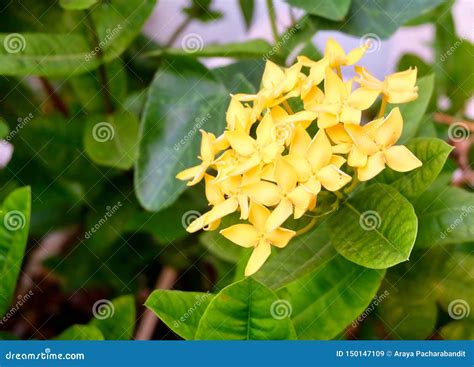 Fresh Yellow Ixora Flowers In A Garden Stock Image Image Of Green