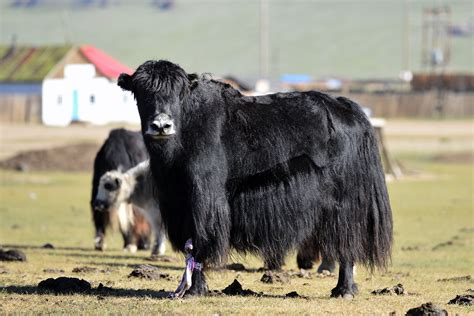 Yak Herding Cultural Experience » Fairfield Guesthouse Café & Bakery