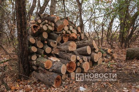 В лесничествах рассказали, где можно приобрести дрова - Лента новостей ...