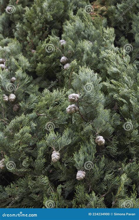 Cupressus Sempervirens The Mediterranean Cyprus Tree Royalty Free Stock