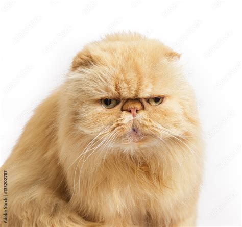 Ginger Persian cat on a white background. Stock Photo | Adobe Stock