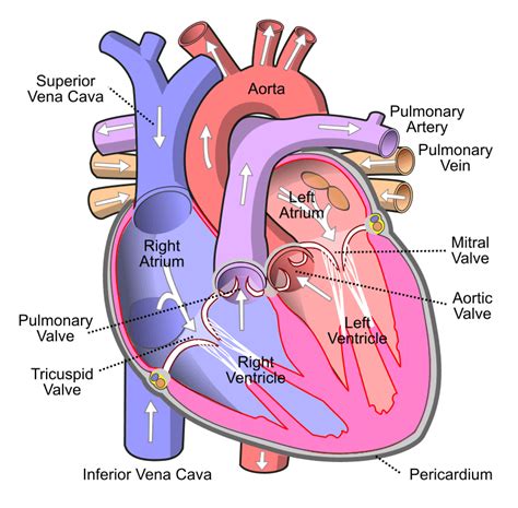 Cardiovascular System Labelled Diagram Section 3 The Cardio