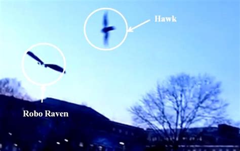 Robo Raven: Army bird drone fools real birds - UPI.com