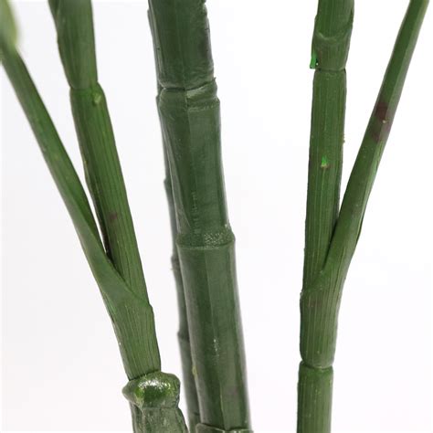 robellini palm tree 3