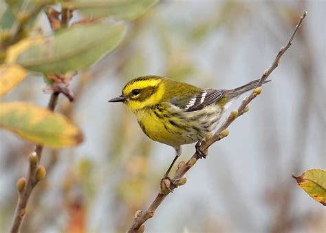 Townsend's Warbler | Audubon Field Guide