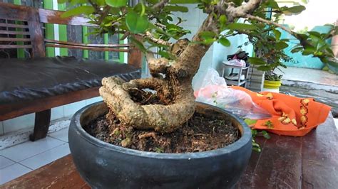 Bonsai Hokiantea Mikro Hokianti Mikro YouTube