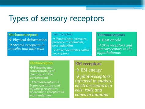 Ppt Sensory Mechanisms Powerpoint Presentation Free Download Id851377