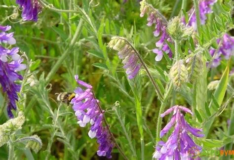 Сорт Вики посевной (яровой) «Льговская 22», 1 кг - описание