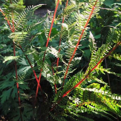 Fougère Lady in Red Vente Athyrium filix femina Lady in Red