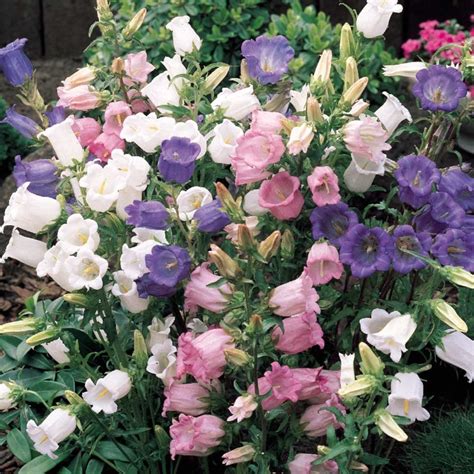 100 Canterbury Bells Flower Seeds Campanula Medium Mixed Colors