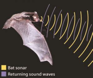 Understanding How Bats Use Echolocation