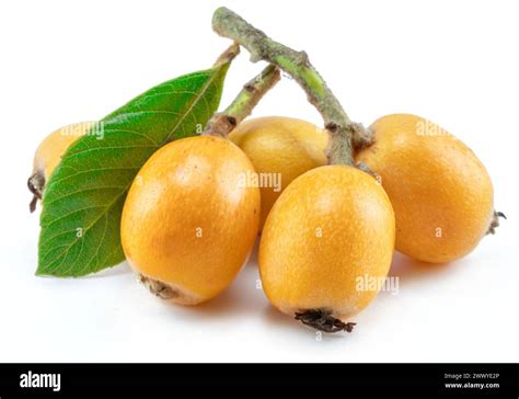 Ripe Perfect Loquats Fruits With Green Leaves Isolated On White