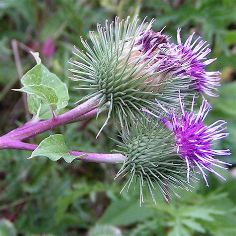 Burdock