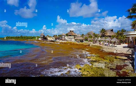 Las algas contaminan en la playa en México Fotografía de stock Alamy