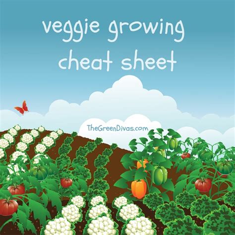 A Vegetable Growing Cheat Sheet Infographic The Green Divas