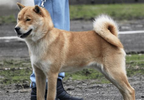 Hokkaido Inu - Temperament, Origins & Care (DOG BREED GUIDE)