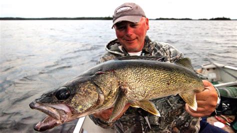 Walleye Bonanza On Lake St Joseph Youtube