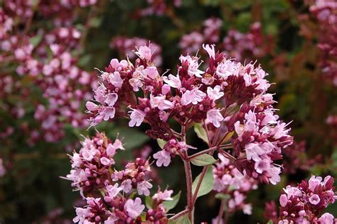 Душица обыкновенная (Origanum vulgare)
