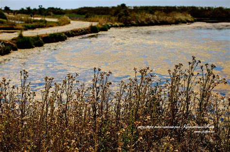 Réserve naturelle de Lilleau des Niges