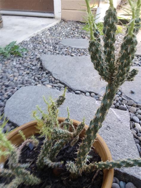 What Is This Cactus R Whatsthisplant