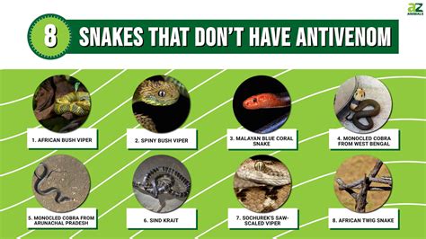 Dont Get Bit Revealing 8 Snakes That Dont Have Antivenom A Z Animals