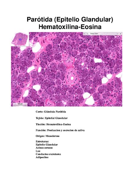 Guias histología para reconocimiento de tejidos Parótida Epitelio