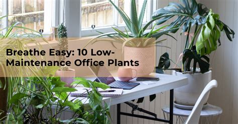 10 Low Maintenance Office Plants: Breathe Easy