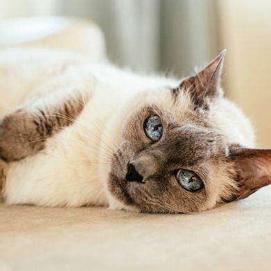 Advances In The Treatment Of Feline Diabetes Mellitus By Vetfolio