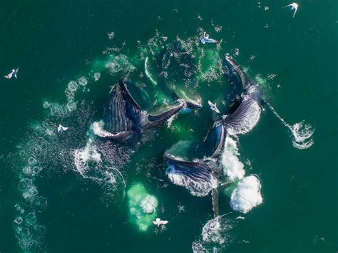 Somerset House Images Alaska Humpback Whales Lunging At Surface Of