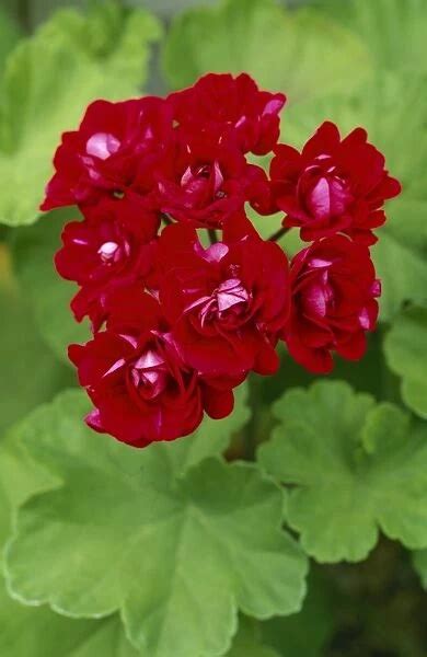 Plum rambler пеларгония фото и описание
