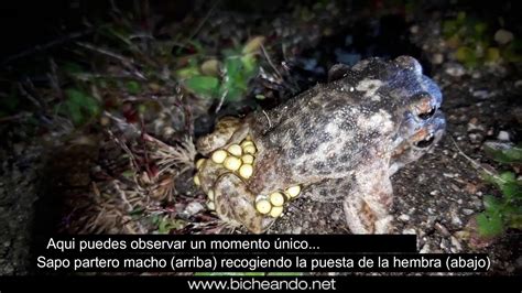 Como O Sapo Se Locomove - Como O Sapo Se Locomove - FDPLEARN